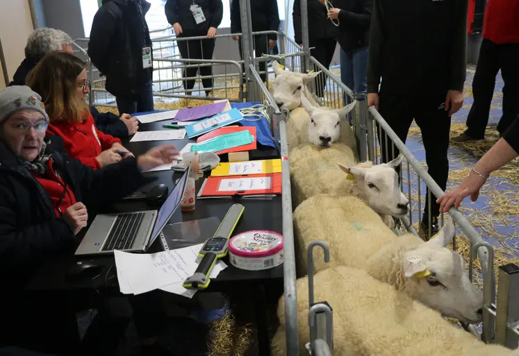 Commissaires ovins au Salon de l'Agriculture