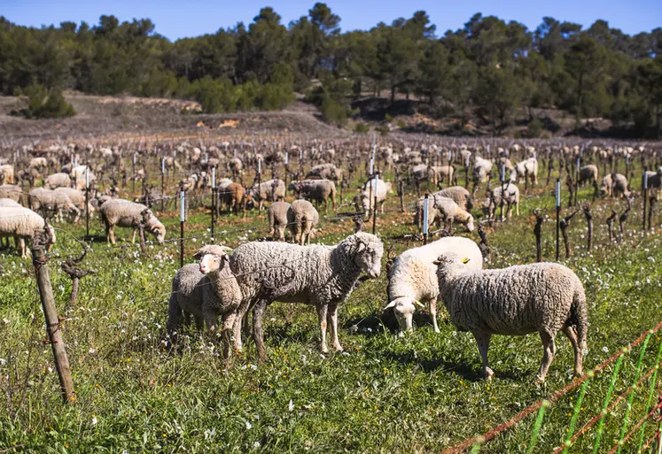 <em class="placeholder">Ovins pâturant dans les vignes</em>