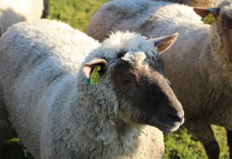 Mouton au pâturage