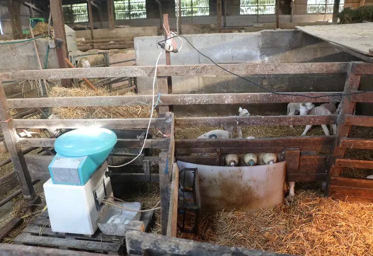 Distributeur automatique de lait pour agneaux