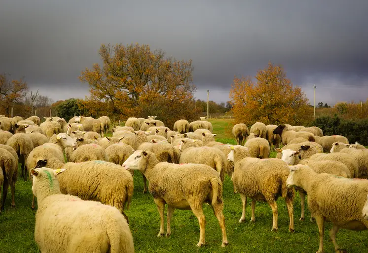 <em class="placeholder">Moutons pâturant sur une zone humide de l&#039;Aude.</em>