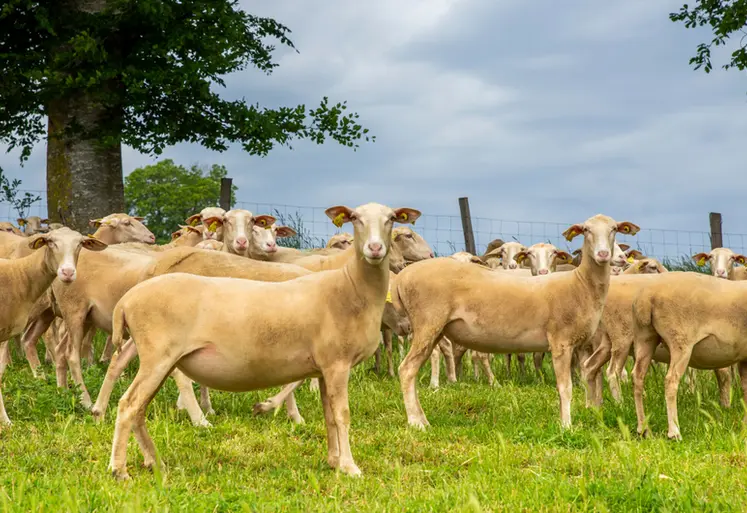 <em class="placeholder">Brebis viande - UPRA Lacaune</em>