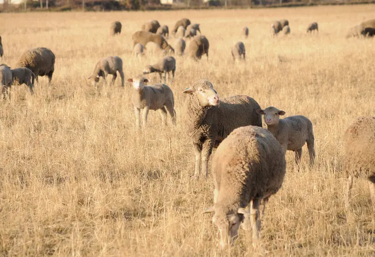 Brebis au pâturage en été