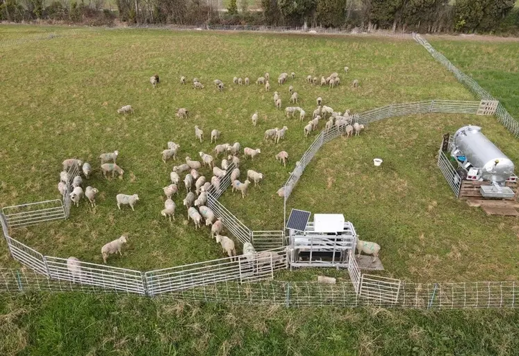 <em class="placeholder">Cage de pesée automatique Walk-over-Weighing au pâturage.</em>