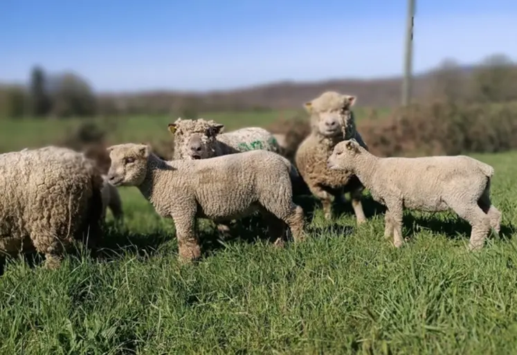 <em class="placeholder">Troupeau de brebis Southdown</em>