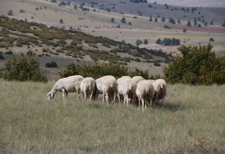 <em class="placeholder">Brebis sur les Causses</em>