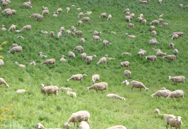 <em class="placeholder">Brebis lacaunes au pâturage</em>
