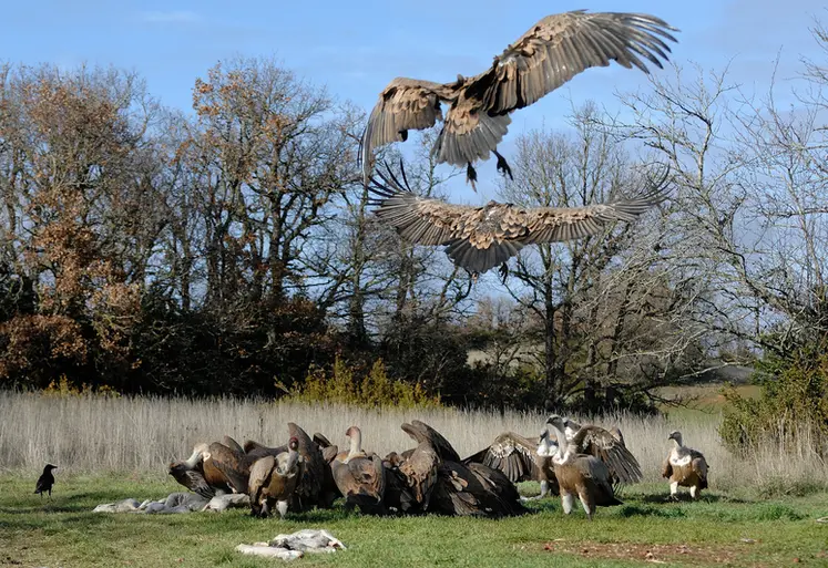 <em class="placeholder">Curée de vautours</em>