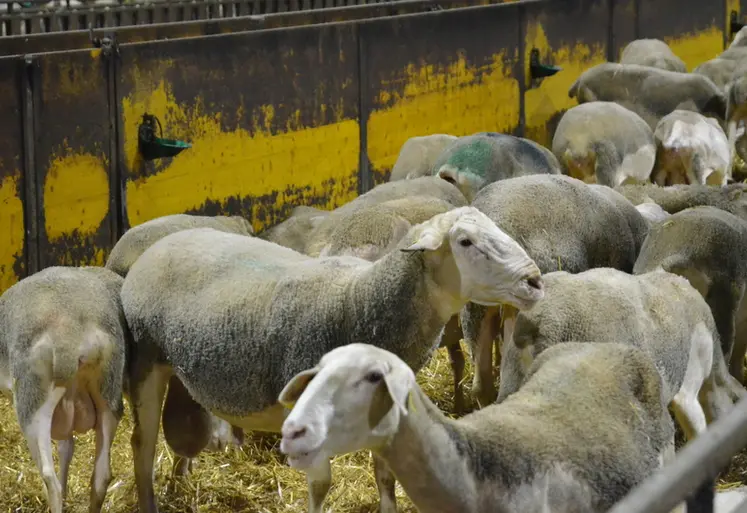 <em class="placeholder">Bélier au milieu des brebis</em>