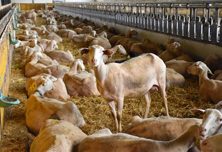 <em class="placeholder">Brebis lacaune en bâtiment</em>