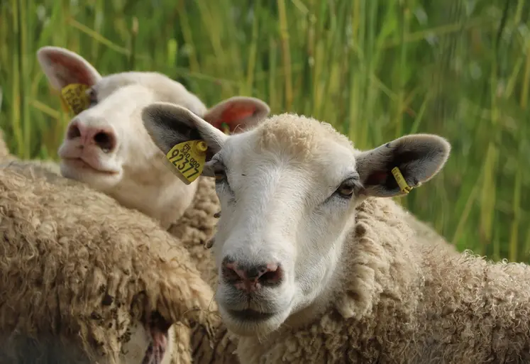 <em class="placeholder">Mouton</em>