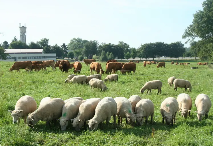 <em class="placeholder">Brebis au pâturage avec des vaches allaitantes</em>
