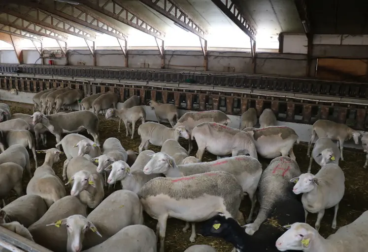 <em class="placeholder">Brebis laitières en bergerie</em>