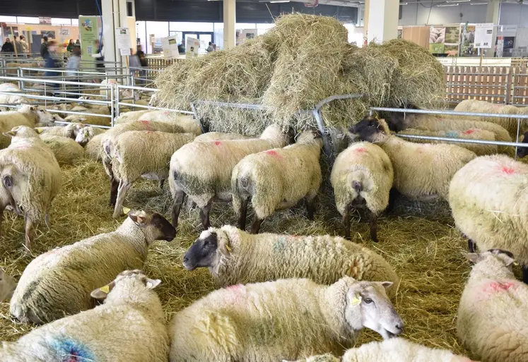 Dans le hall ovin du salon agrimax, des brebis mangent du fourrage disposé en tas.
