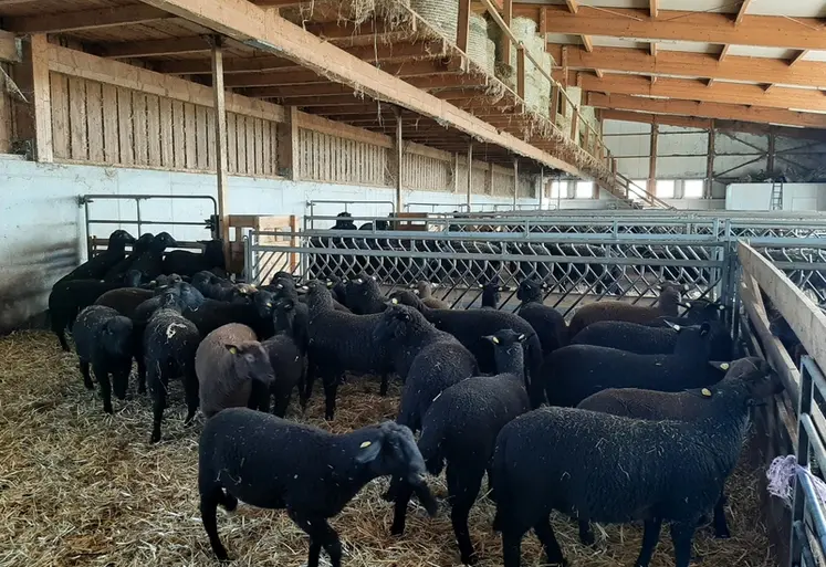 <em class="placeholder">Brebis Brun noir du Jura dans une bergerie en Autriche</em>