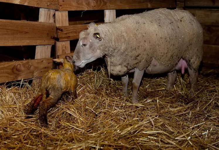 <em class="placeholder">La plupart des brebis mettent bas sans encombre. Mais parfois un agnelage se passe difficilement : il faut intervenir.</em>