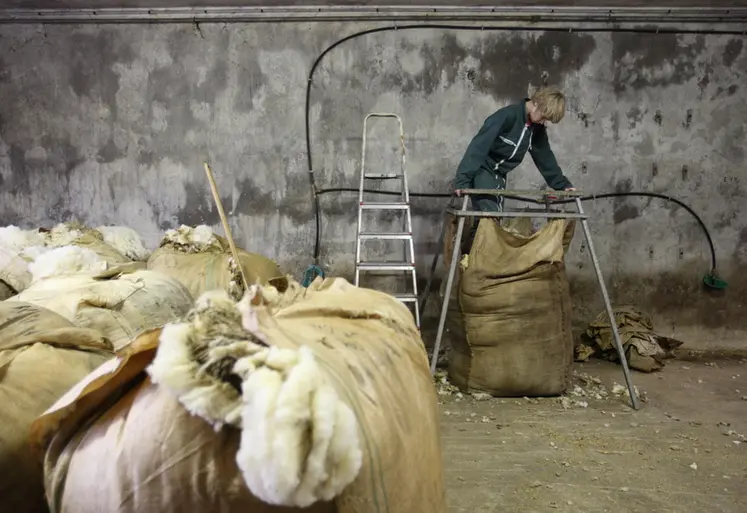 <em class="placeholder">Elevage ovin. Remplissage d'un curon de laine lors après la tonte de moutons de race Ile de France à la bergerie du lycée agricole de Crezancy dans l'Aisne. Fibre ...</em>