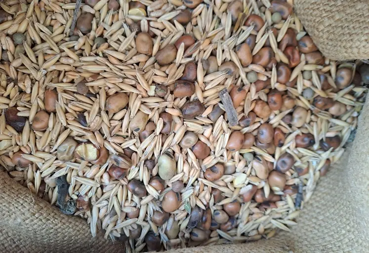 <em class="placeholder">Le mélange testé comprenait 40 % de protéagineux. Les résultats techniques et économiques seraient moins favorables au méteil avec un mélange moins riche en ...</em>