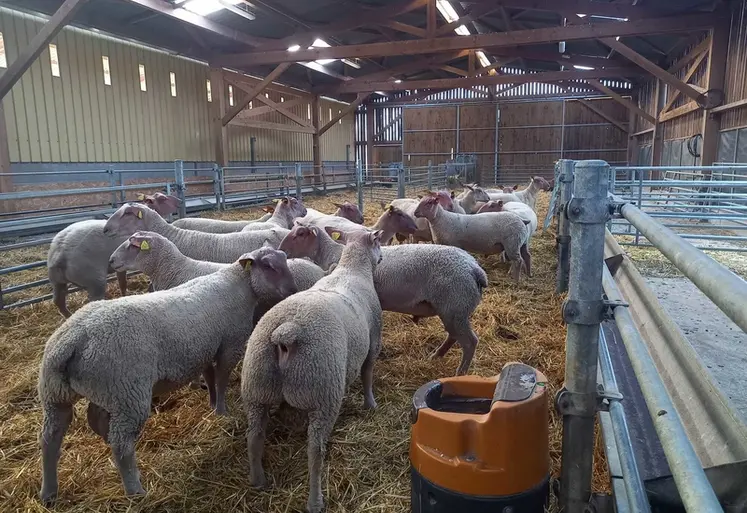 <em class="placeholder">Des agneaux sont dans une bergerie.</em>