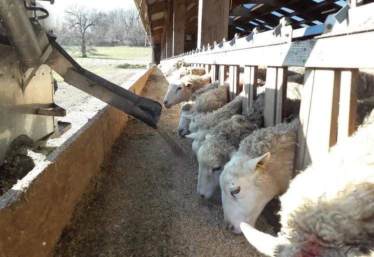 Des brebis sont nourries au cornadis.