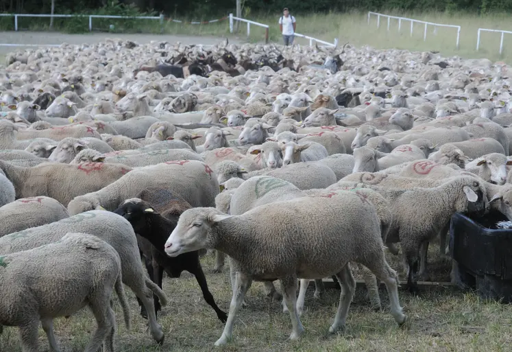 Des brebis transhument
