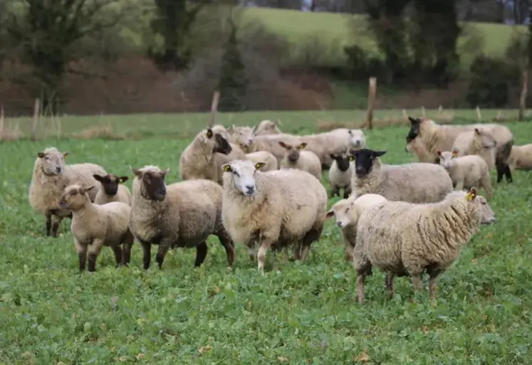 <em class="placeholder">Une troupe ovine pâture un couvert.</em>