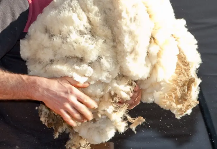 <em class="placeholder">Un homme tient un tas de laine dans ses bras.</em>