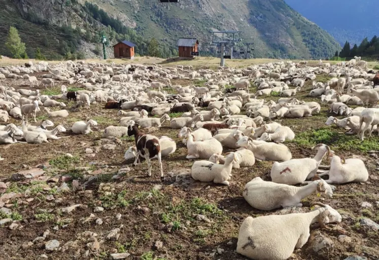 <em class="placeholder">Des ovins au pâturage dans les Pyrénées catalanes.</em>