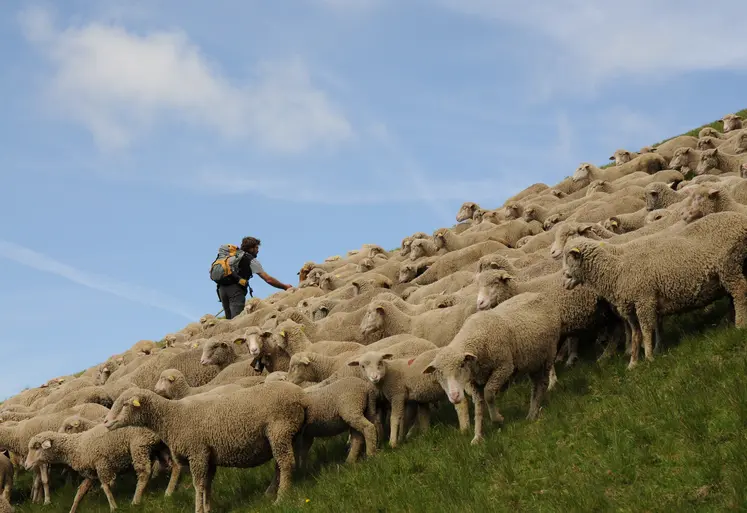 Un berger surveille un troupeau de brebis en estive.