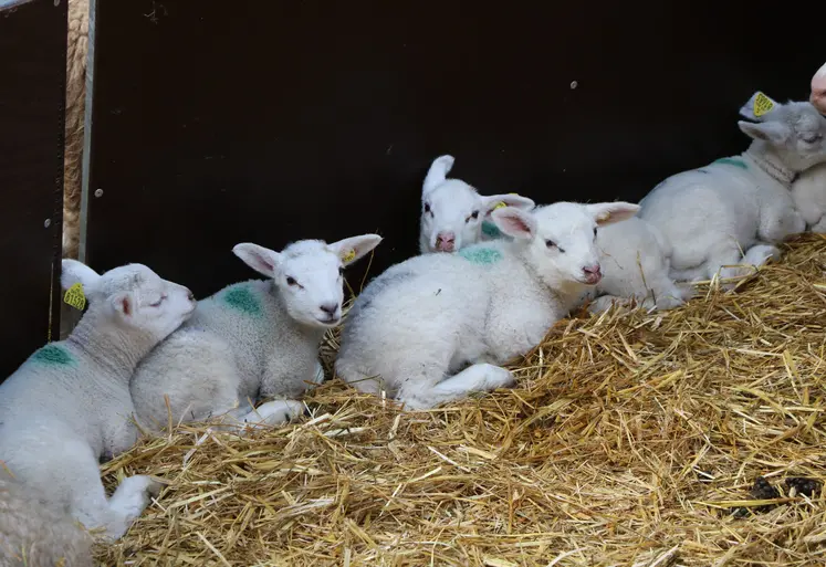 Des agneaux assis dans la litière