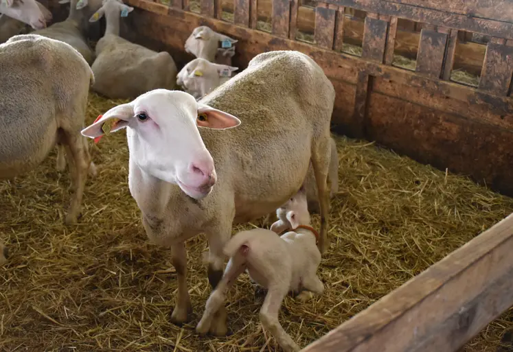 Une brebis lacaune allaite son agneau.