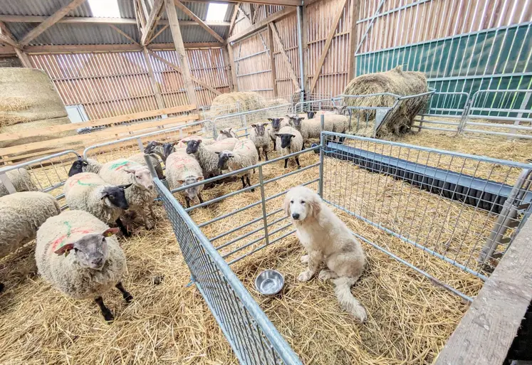 Un chiot de protection dans une case refuge dans une bergerie avec ovins.