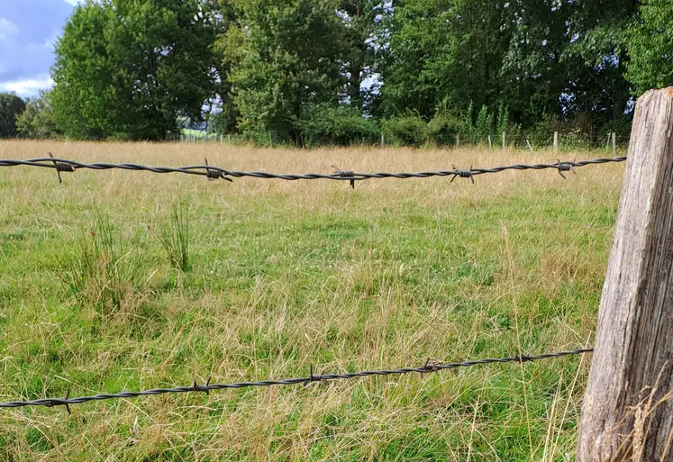 Cette clôture avec 5 barbelés convient aux brebis car les rangs du bas sont suffisamment serrés. 