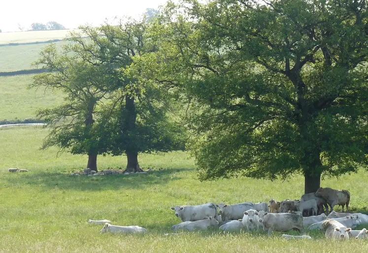 Vaches et brebis au pâturage.