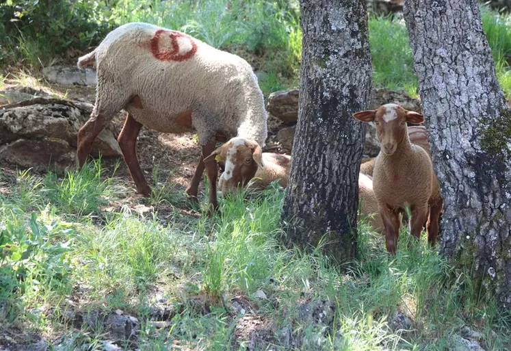 <em class="placeholder">Brebis et agneau pâturant un sous-bois.</em>