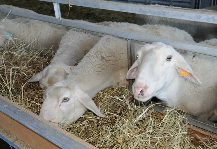 <em class="placeholder">Une ration équilibrée et distribuée au bon moment fournit l'énergie et les protéines nécessaires à la réaction immunitaire.</em>