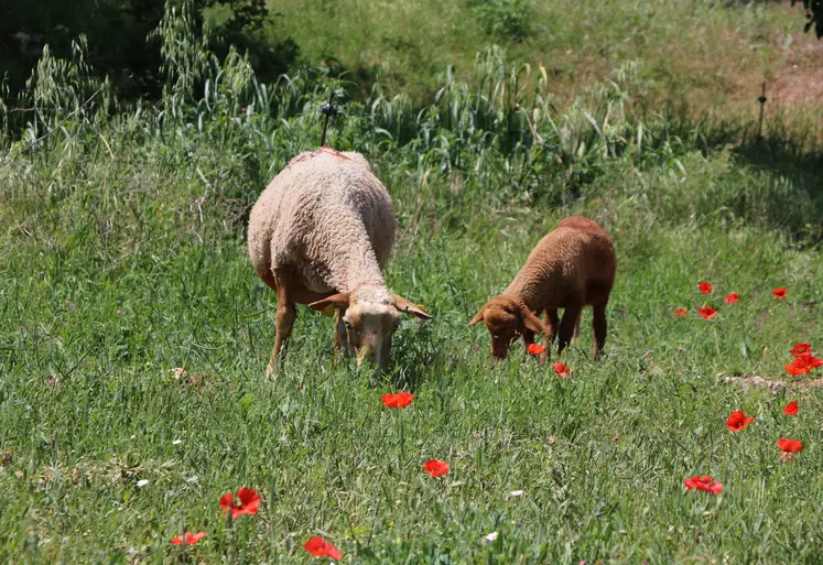 Moutons dans un champ avec des coquelicots.