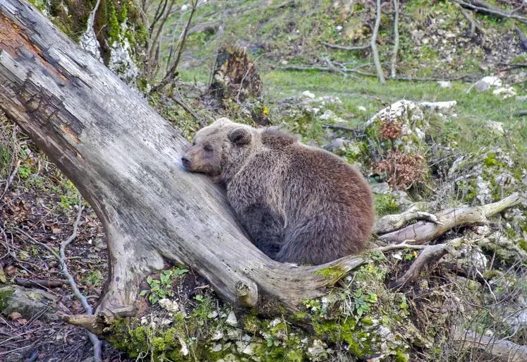 Ours allongé sur un tronc