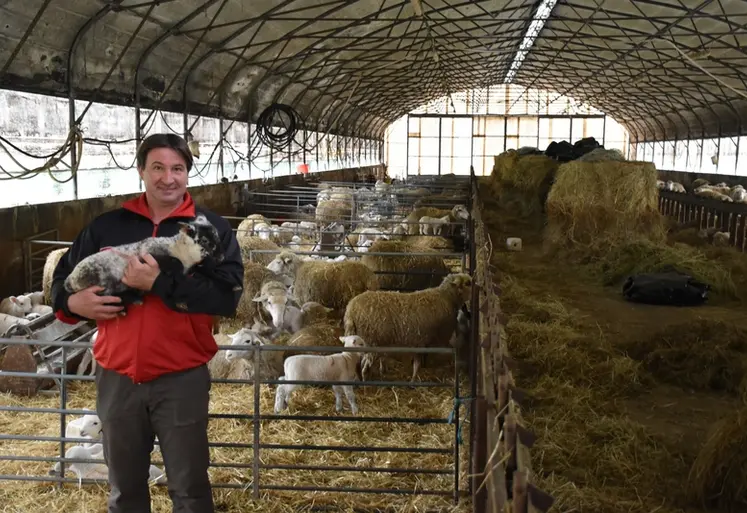 <em class="placeholder">Lilian Boulpiquante tient un agneau dans sa bergerie.</em>