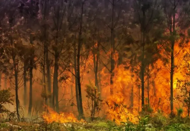 Feu dans une forêt de pins