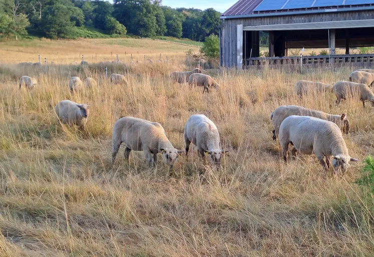 Des ovins pâturent de l'herbe sèche sur pied.