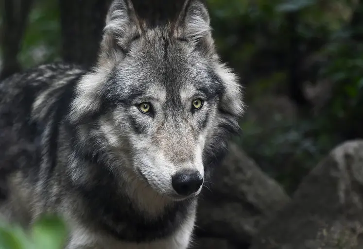 Loup en gros plan dans la forêt.