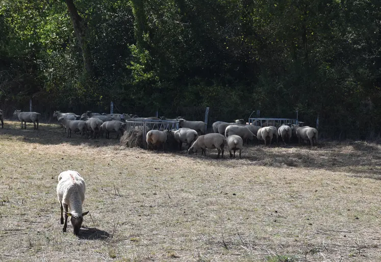Troupeau ovin pâturant une prairie grillée