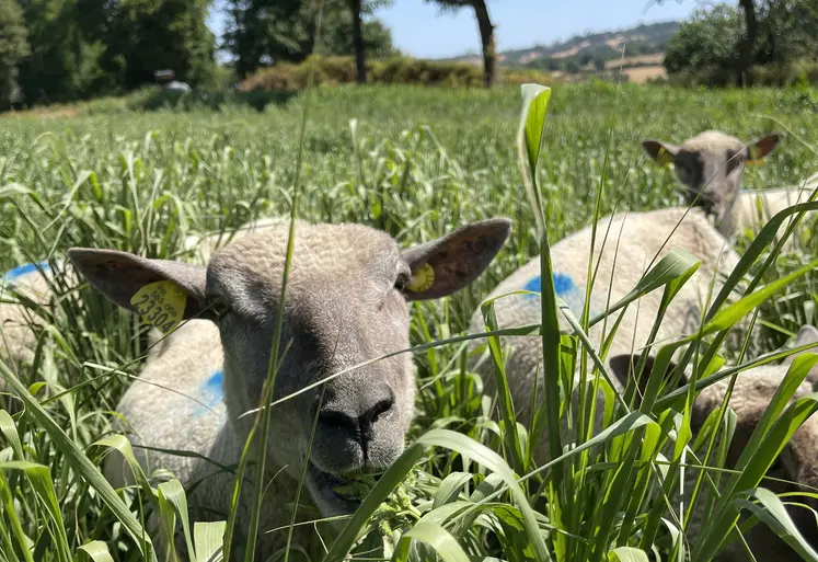 Gros plan sur une brebis pâturant du moha ou du millet.