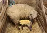 L'agnelage est une période charnière dans les besoins nutritionnels et en oligoéléments, autant pour la brebis que pour l'agneau.