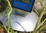 <p>L&amp;#039;hygromètre à sonde avec plateau mesure le taux d&amp;#039;humidité de l&amp;#039;herbe en quelques secondes.</p>