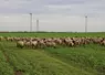 Troupeau ovin pâturant sur des couverts végétaux en plaine céréalière.