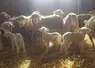 Brebis et agneau leur bergerie, sur aire paillée