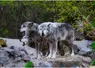 Trois loups