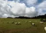 Avec une déccélération du rythme des agnelages et davantage de production saisonnée, la conduite du troupeau est moins gourmande en concentrés et fourrages stockés.